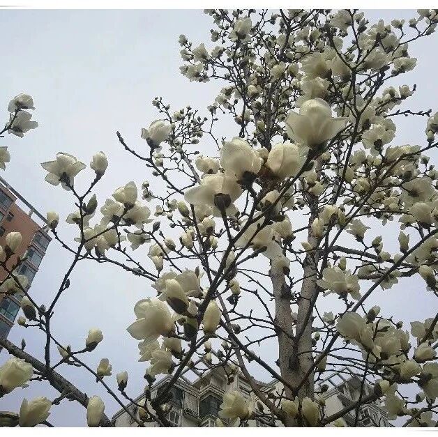 第2945季【李刚专栏】小生活（159）春天是怎么来的