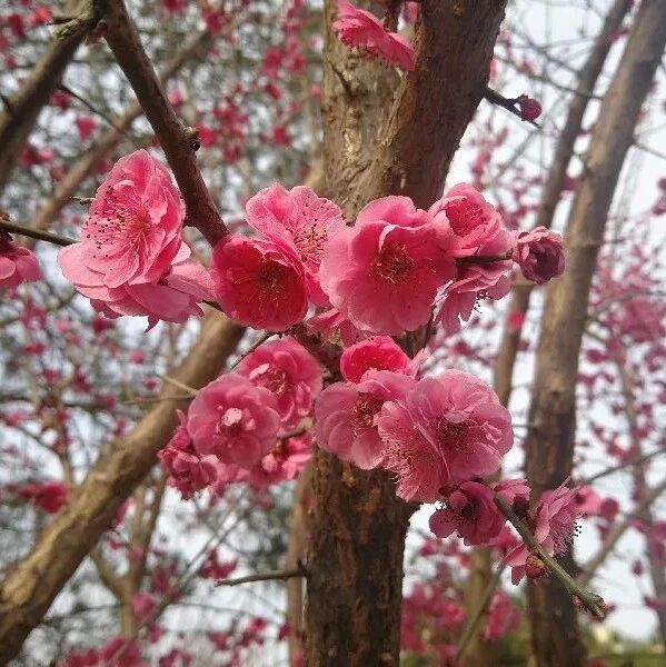 第2959季【李刚专栏】小生活（160）不想当司机的老师不是好老师