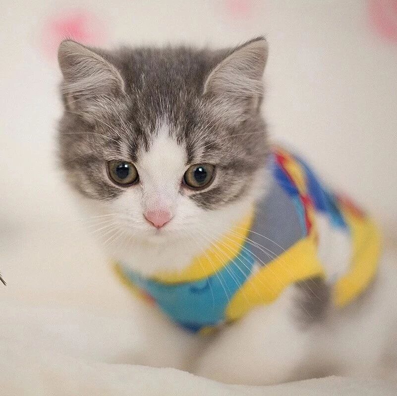 【湿地课堂】多角度观察——《猫》实录片段