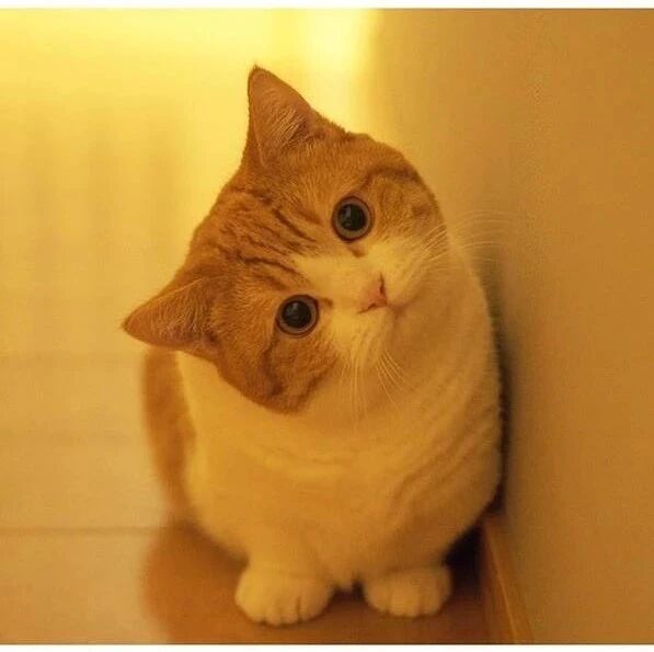 【湿地课堂】施忠海：不仅是猫的亡失