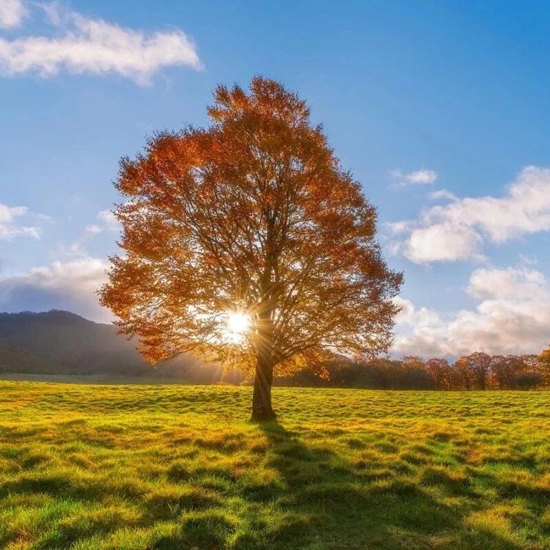 【成长学院】吴凤云名著阅读实操课第六期开讲啦！