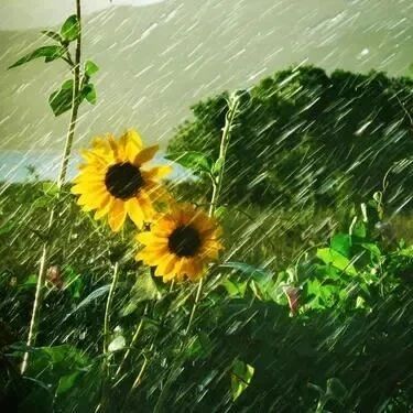 【湿地豫见】赵米英：我在朗读中感受“雨的四季”——《雨的四季》诵读型文本教学设计