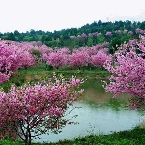 第2936季【湿地黔行】张家美：感恩有您，与爱相伴