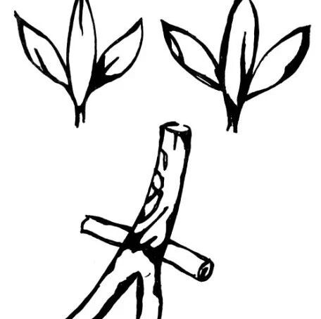 【永军专栏】探字寻根读诗文137：芳