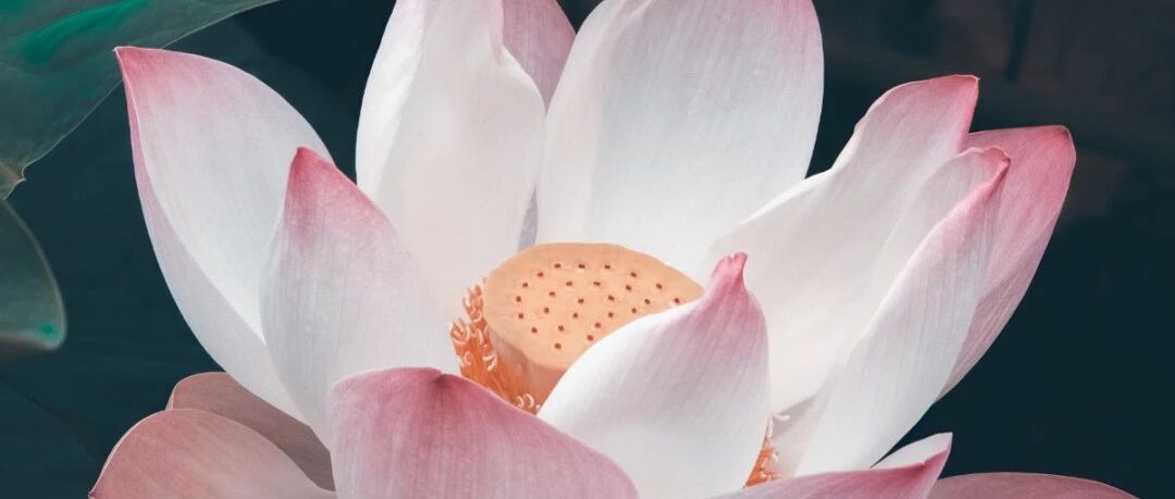 cover_image