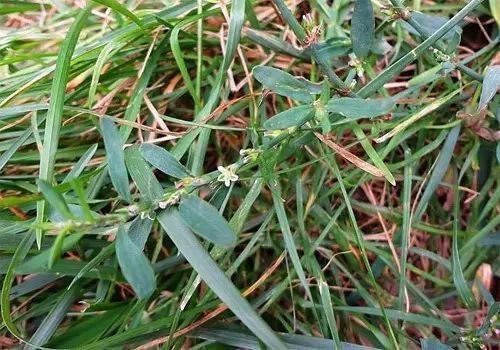 双子叶植物桑科杂草,一年生缠绕性草本,成株期株体大一般1到5米,茎与