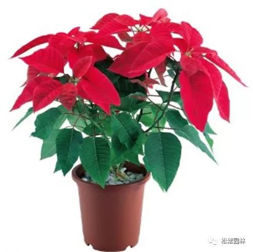 新年新气象，你家买花了吗？