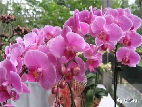 新年新气象，你家买花了吗？