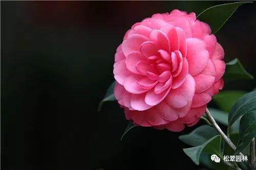 新年新气象，你家买花了吗？