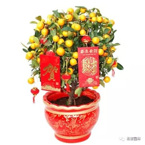 新年新氣象，你家買(mǎi)花了嗎？