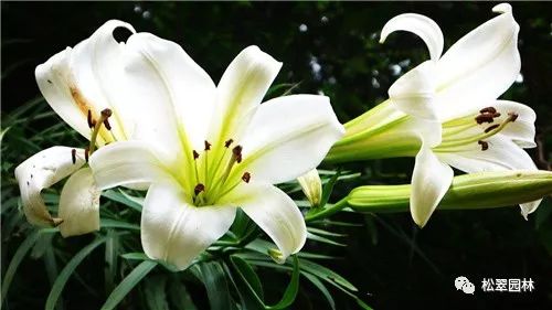 新年新气象，你家买花了吗？