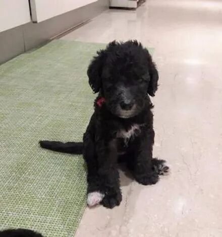 主人养了一只黑狗，结果一年后它竟然变成了白色，网友：掉色了吧！