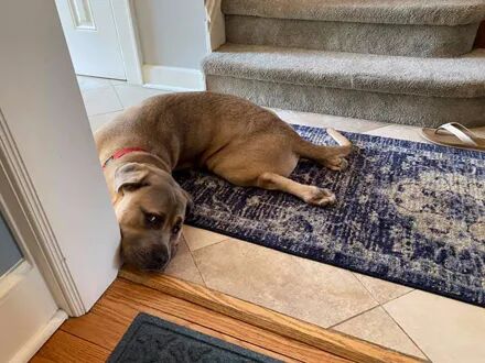 没事就喜欢凹成n字形，狗狗因奇葩姿势走红，骨骼好惊奇！