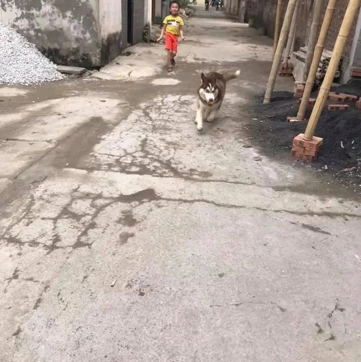 二哈回老家后，专挑小朋友“下手”，抢块面包被追得整村跑