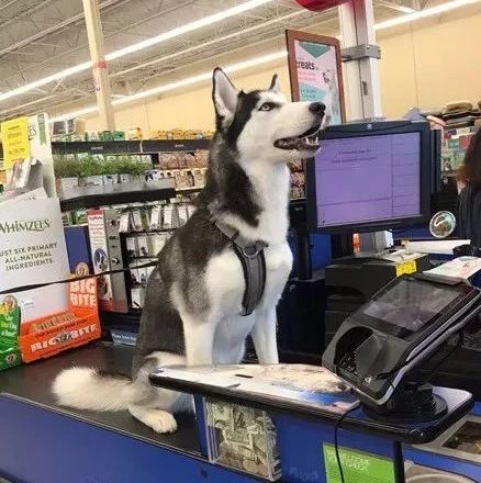 带哈士奇去超市购物，买单时悲剧了，狗：刷脸支付吧