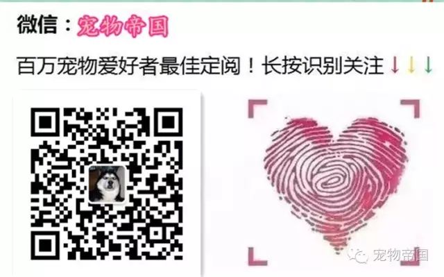 怀孕后金毛天天朝着我的肚子叫唤,去医院检查后医生建议我打掉!