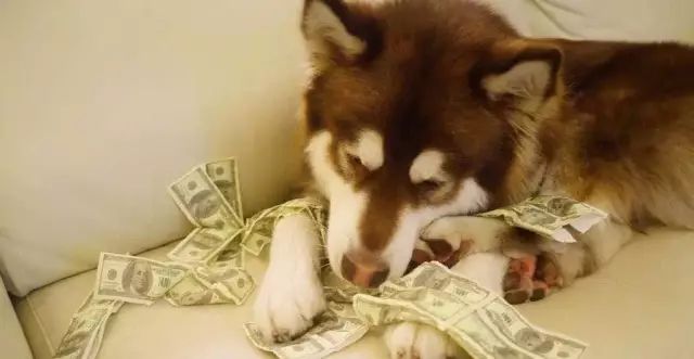 这狗狗工资税后月薪1万8，别拦着我，我想当条狗！ - 5