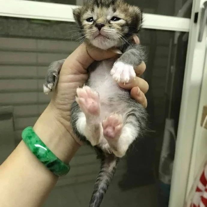 猫咪从小到大都是这么一副表情
