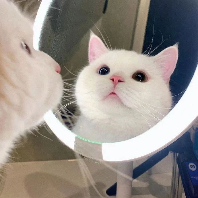 这异瞳猫好自恋，天天照镜子