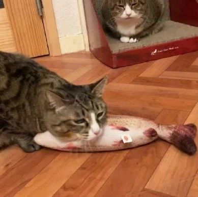 铲屎官买了让猫咪欲罢不能的玩具鱼，不过有只猫咪很鄙视