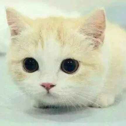 小短腿猫为了箱子，这次坚决不认输