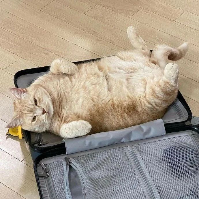铲屎官想外出旅游，猫咪看到后直接赖行李箱里