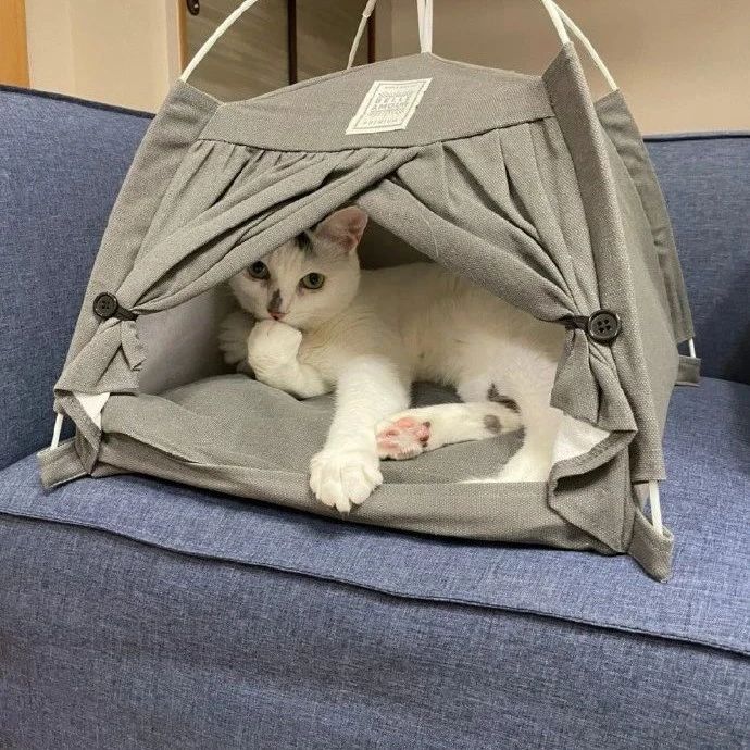 铲屎官给猫咪买的帐篷屋，猫咪很喜欢