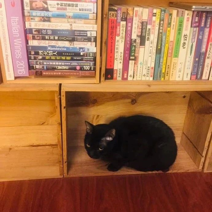 书架上空出的位置，刚好可以藏下一只猫
