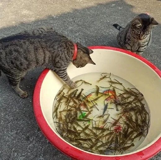 铲屎官带了一盆虾给猫咪玩，不知道这些虾能活多久