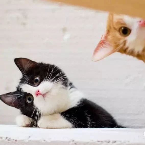 看猫咪下梯子，真的有点好笑