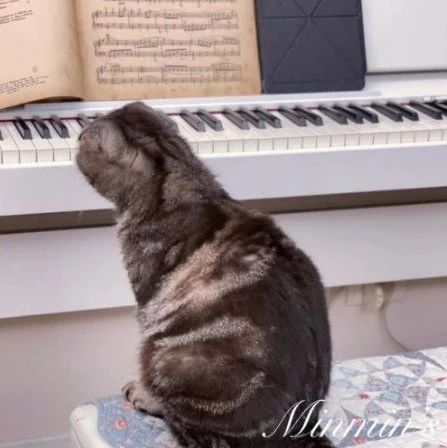 铲屎官以为猫咪在弹钢琴，原来是在抓蟑螂