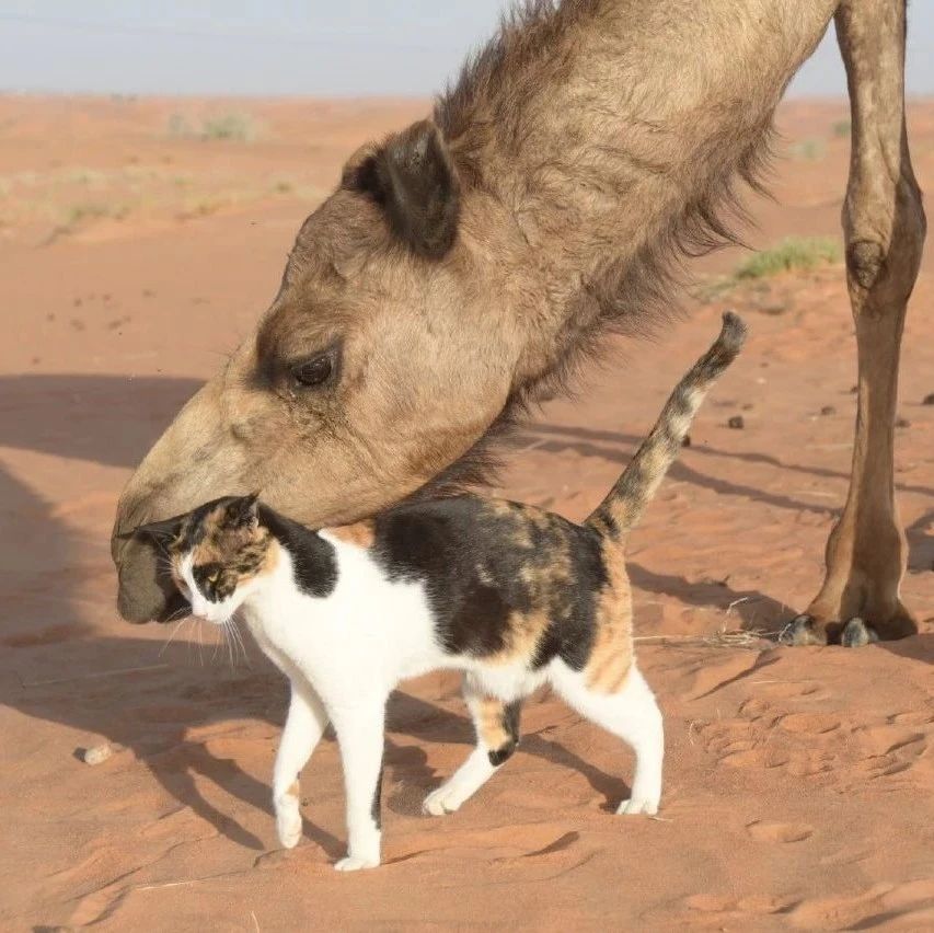 带猫咪去看骆驼，猫咪马上就骑上了