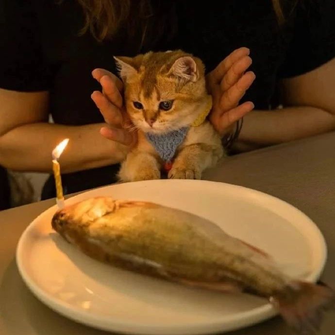 猫咪生日，铲屎官给猫咪准备了一条小鱼