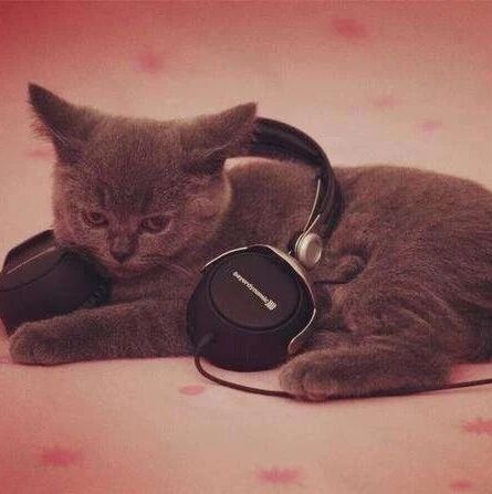 猫咪想玩铲屎官的耳机，结果发生意外