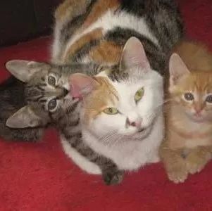 四只猫在取暖，猫咪也想去，可是没位置了