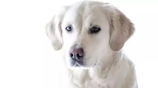 得知自己被弃养之后，这只6岁的狗狗当场哭了