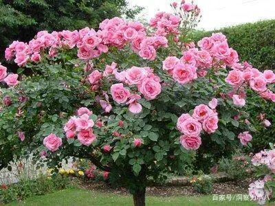 月季有“三怕”，避开不枯黄萎蔫，猛窜芽花香浓，40℃也生机勃勃