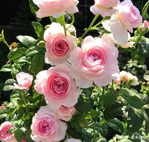 夏天养月季花，了解掌握4个要点，“养精蓄锐”，秋花开爆盆