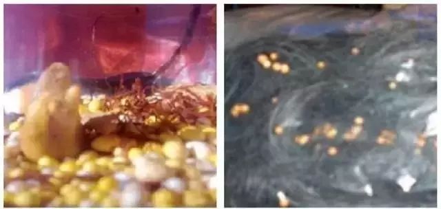 什么是舍利子?99的人都误解了! - 广行法师 - 广行佛教 什么是舍利子?99的人都误解了! - 广行法师 - 广行佛教