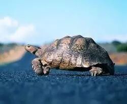 把乌龟放到跑步机上，结局你绝对想不到！