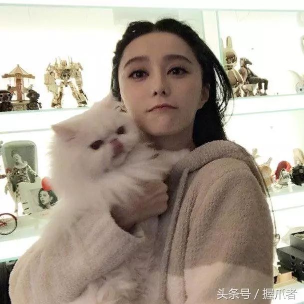 李晨的两任女友都爱玩猫,范冰冰的数只宠物猫,都价值几万元