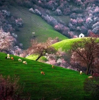 原来新疆的春天可以这么美，都是因为30000亩杏花开了