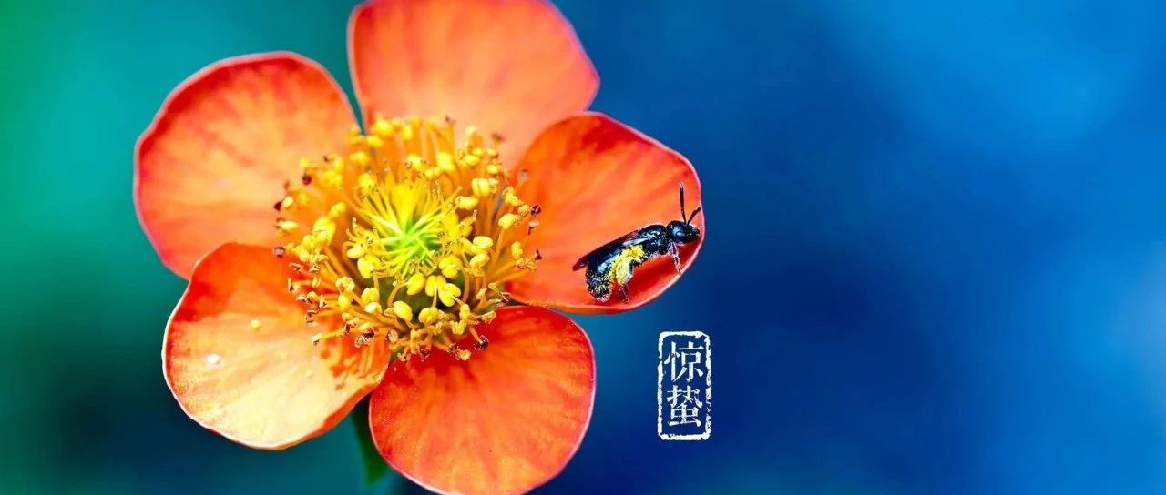 cover_image