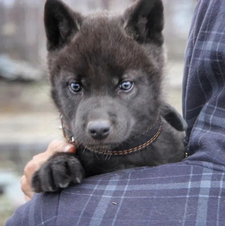 捡回来一只雪橇犬，养了4个月后带去看兽医：这不是狗！！