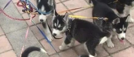 养了八只小哈士奇，一起带出门后，主人气哭了...