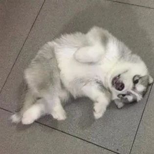 哈士奇生了一窝宝宝，可看到它们的睡姿，主人愁坏了！