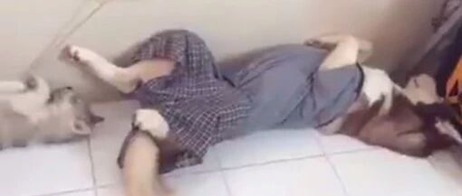 这小二哈，一看就是亲生的哈哈哈哈！