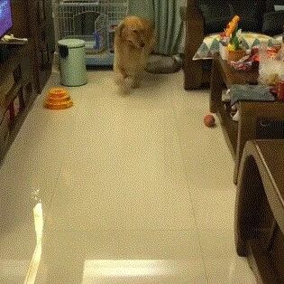 金毛模仿人遛猫，把猫拖着满屋跑，求坟头草高度！