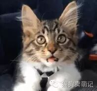 主人给了猫咪一个纸盒子，但不是猫的size，猫看到后...