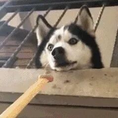 主人一直不知道自家二哈为何老是趴在阳台，直到发现自己的邻居......